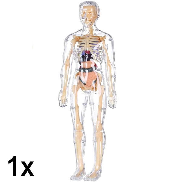 1x Model 3D do nauki anatomii ludzkiego ciała | FLESHTOPIA