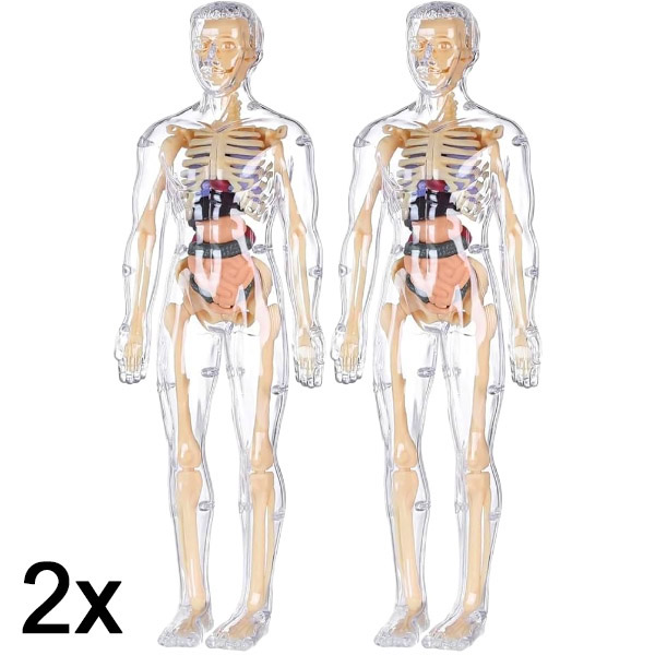 2x Model 3D do nauki anatomii ludzkiego ciała | FLESHTOPIA