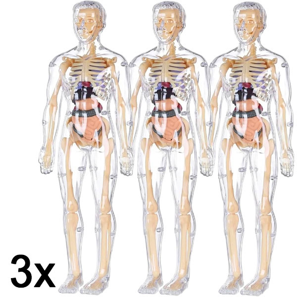 3x Model 3D do nauki anatomii ludzkiego ciała | FLESHTOPIA